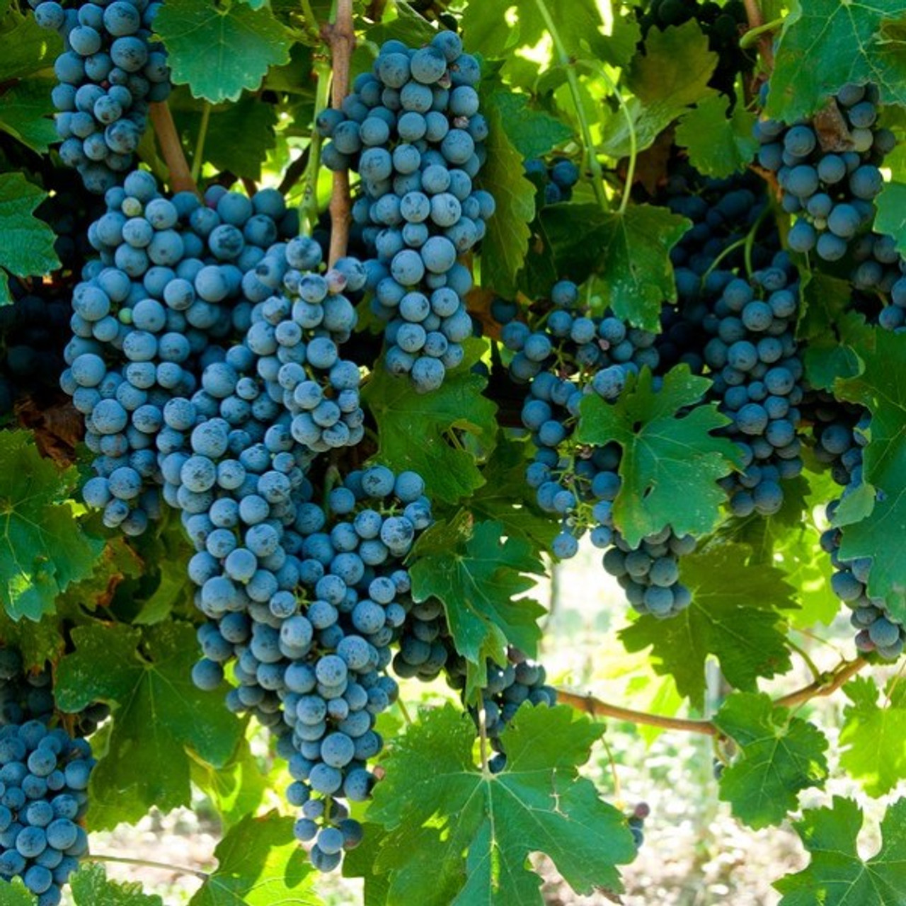 Grapes representing wine vinegar